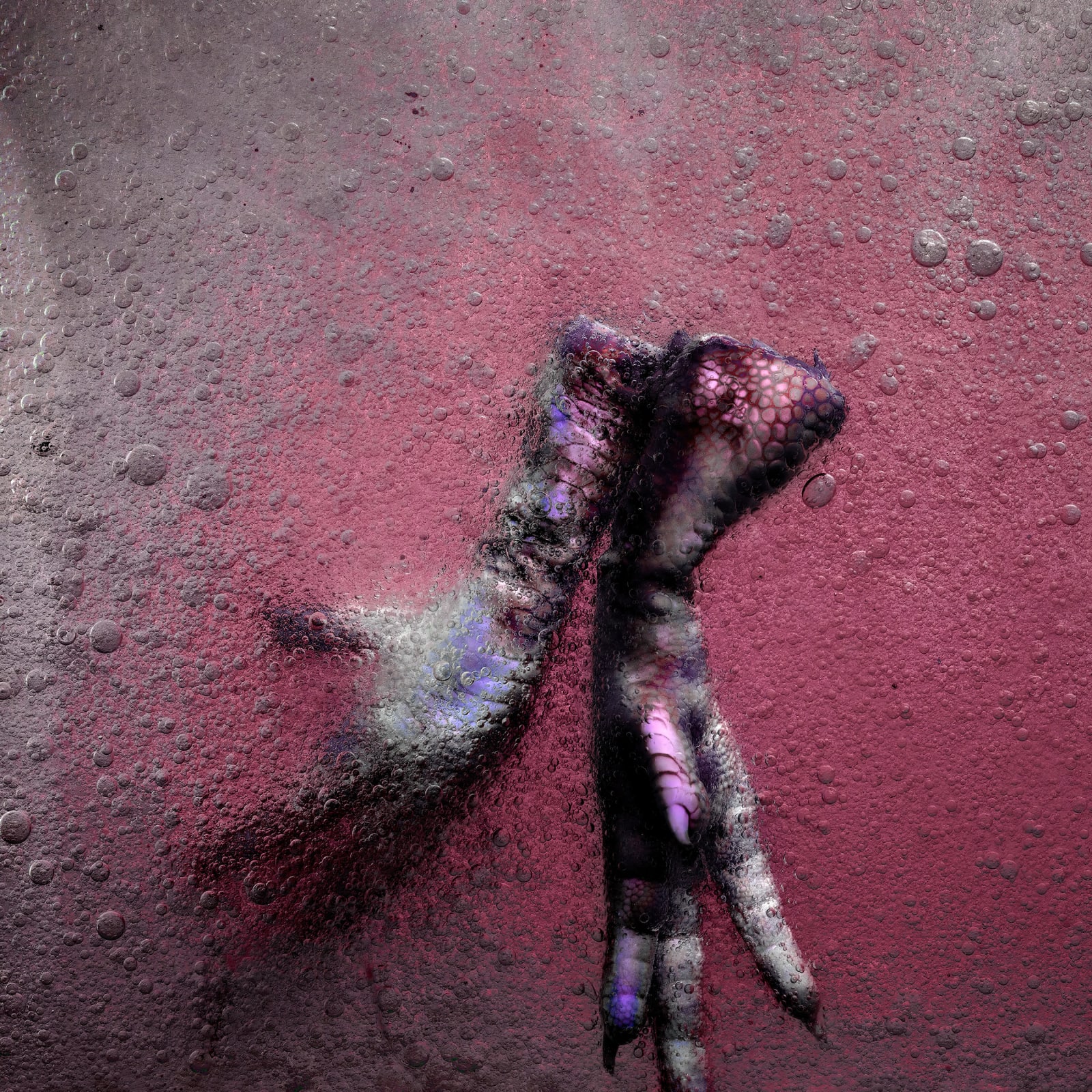 Stéphane Alexis, Poultry no. 12, 2021