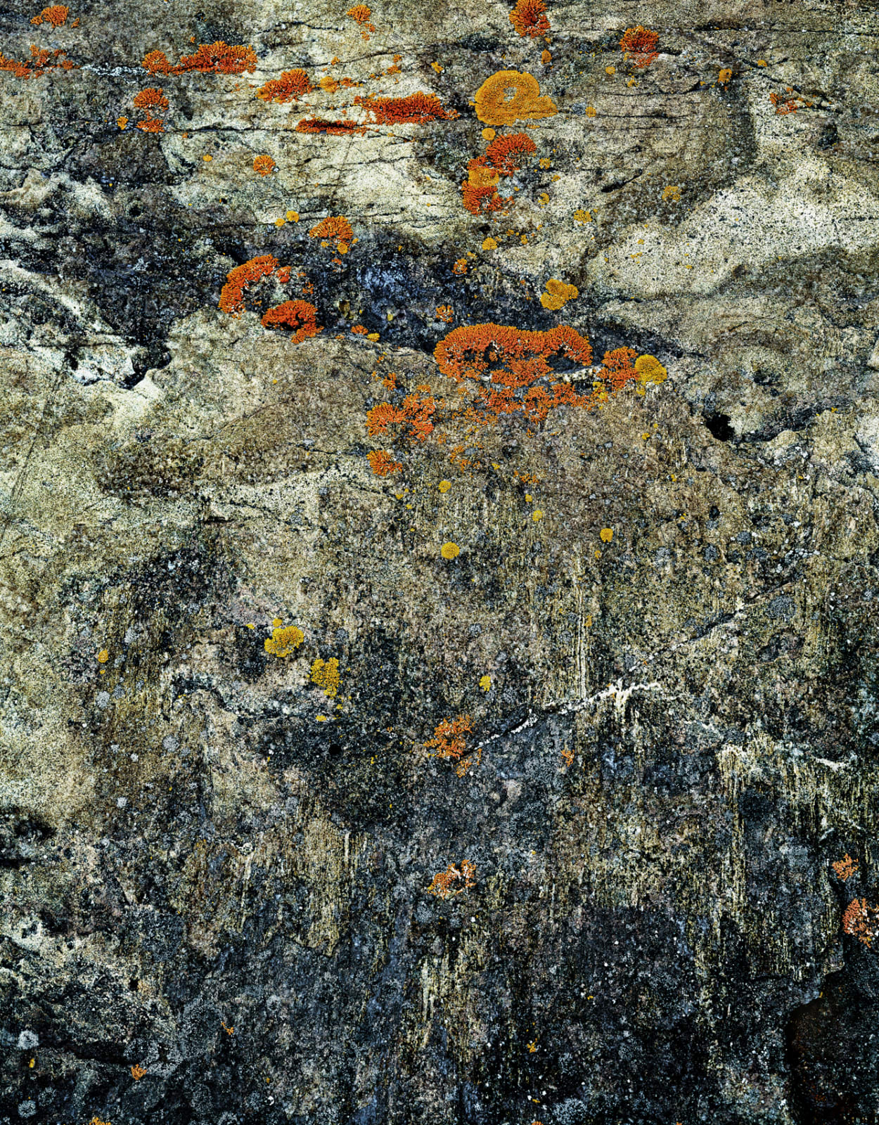 Arnold Zageris, Link Lichen on Coarse Rock 2/15, 2013