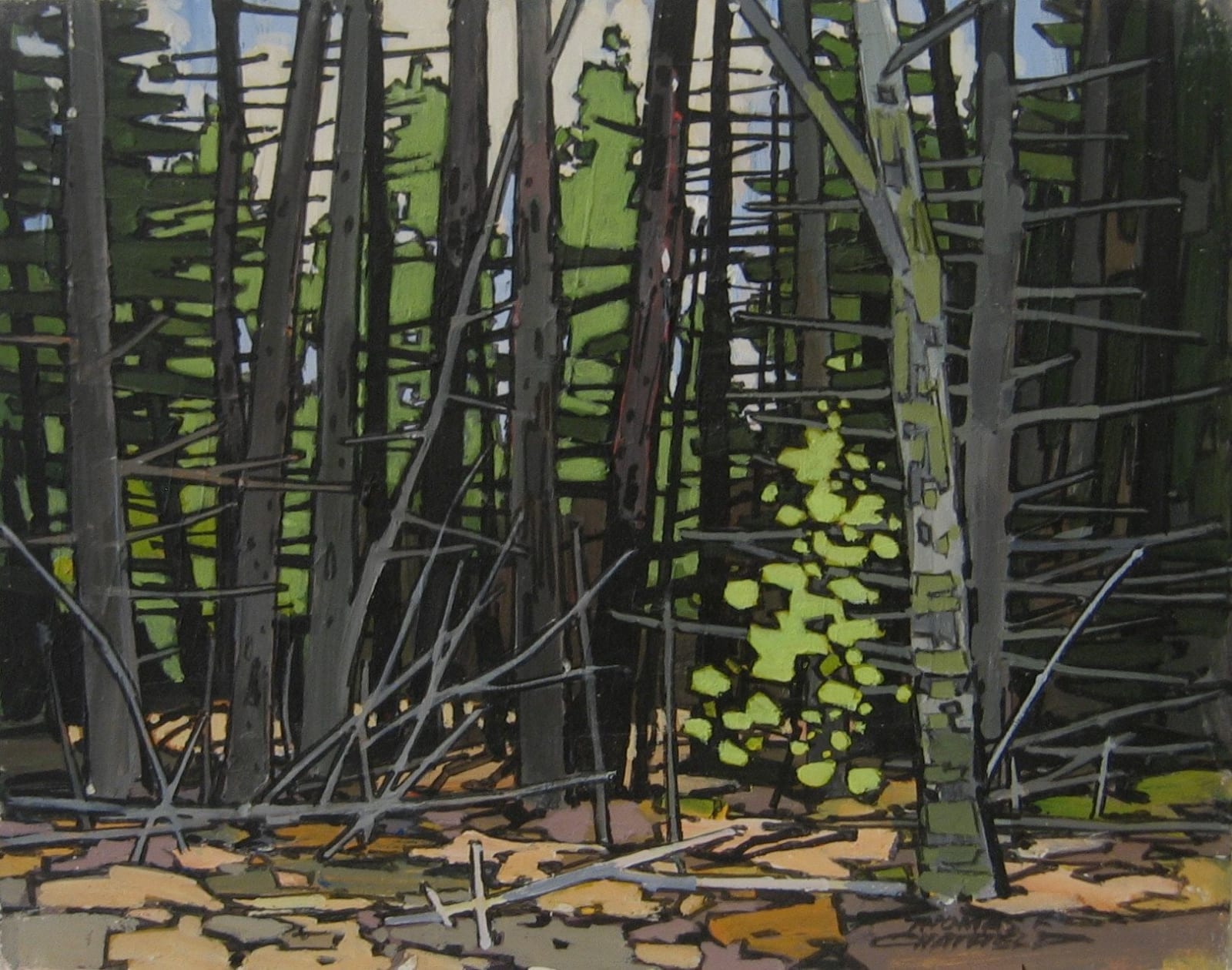 Thomas Chatfield, Sunlit Pine