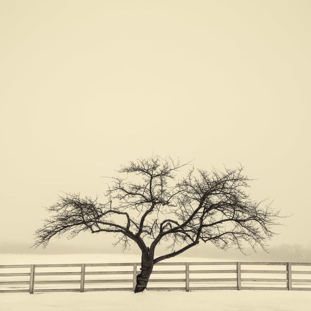 Peter Dušek, Apple Tree, 2014