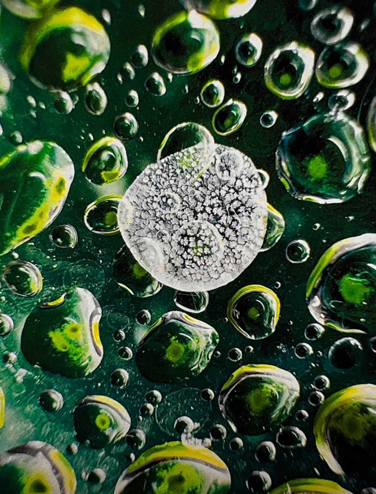 Vladimir Kanic, Photosynthetic Archives I pt. IV, 1/12, 2025