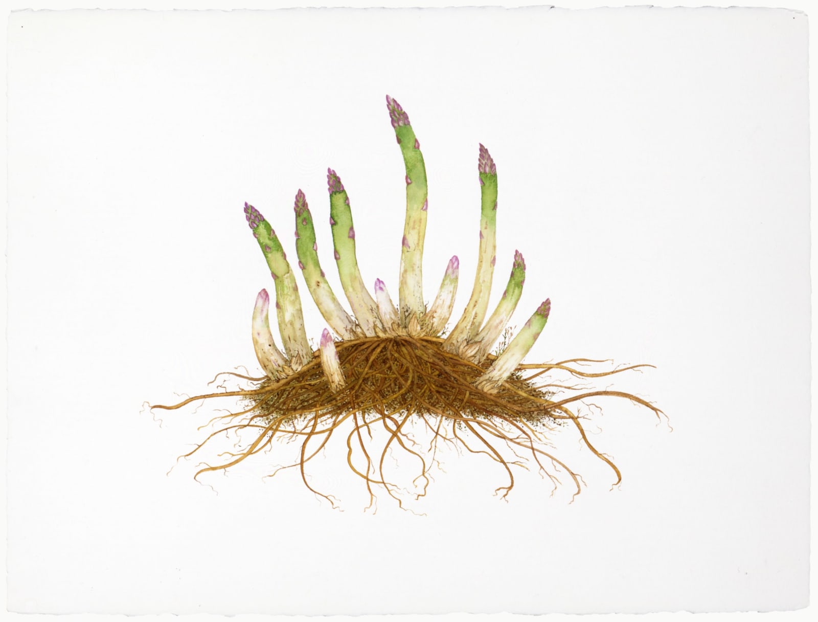 Abby Leigh, Asparagus, 1997