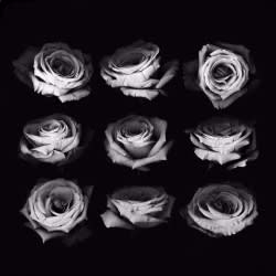 Tatyana Klevenskiy, Nine Roses