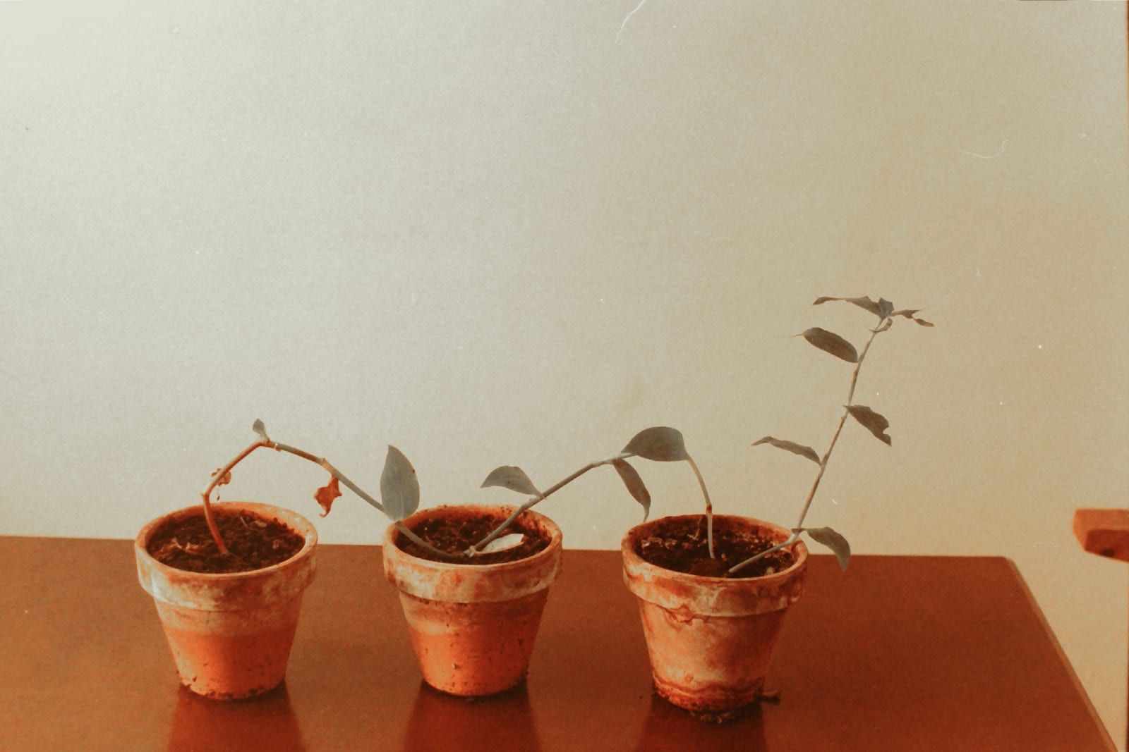 Antonio Ortega, Registre (de continuïtat), 1997