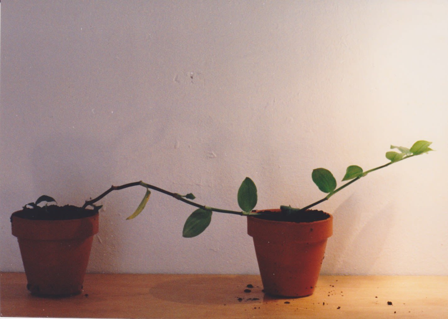 Antonio Ortega, Registre (de continuïtat), 1997