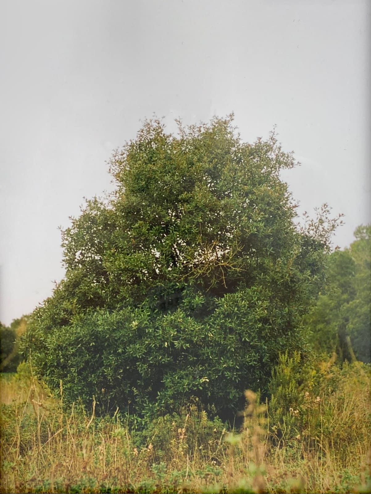 Antonio Ortega, Registre (adaptació forçada), 1997