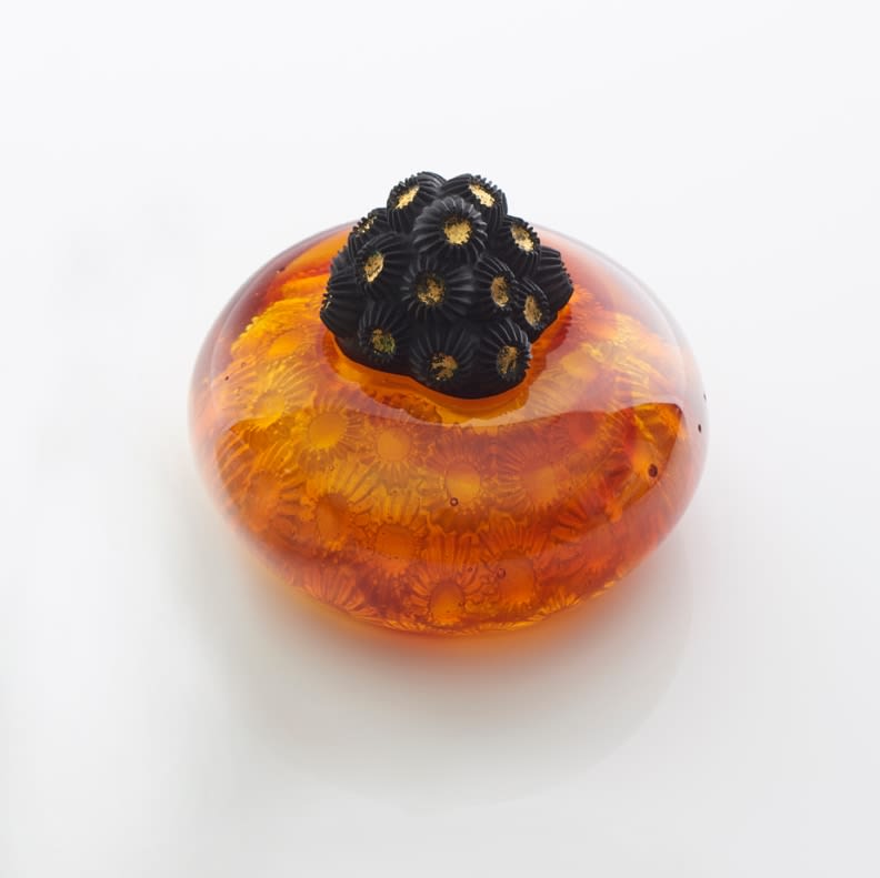 Angela Jarman, Amber Star Coral, 2015