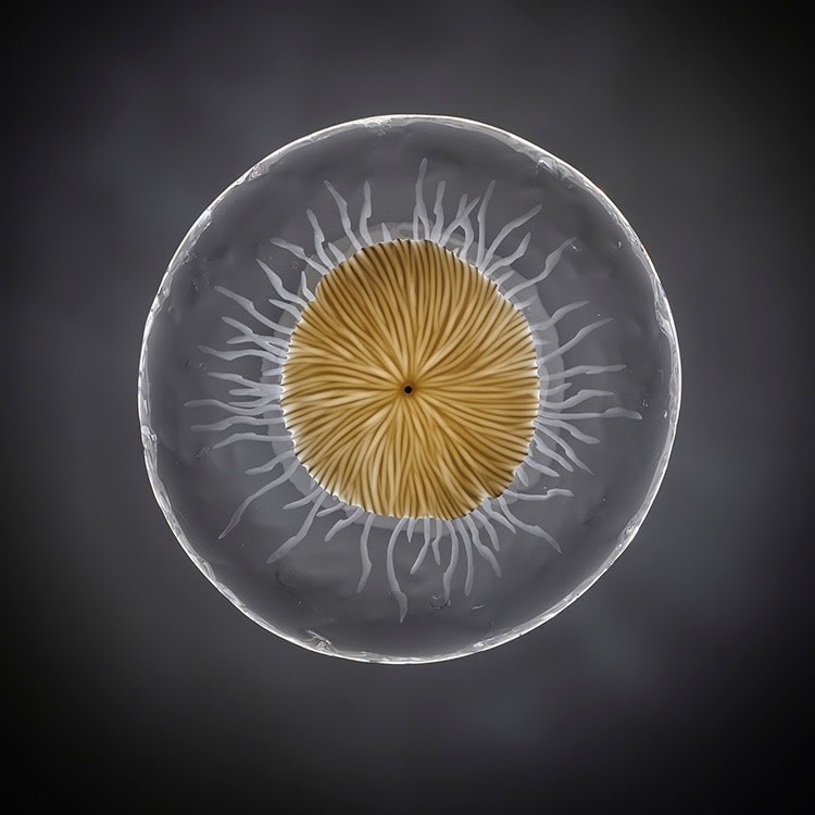 Vezzini and Chen, Wildflower Meadow; Cornflower Light, 2022