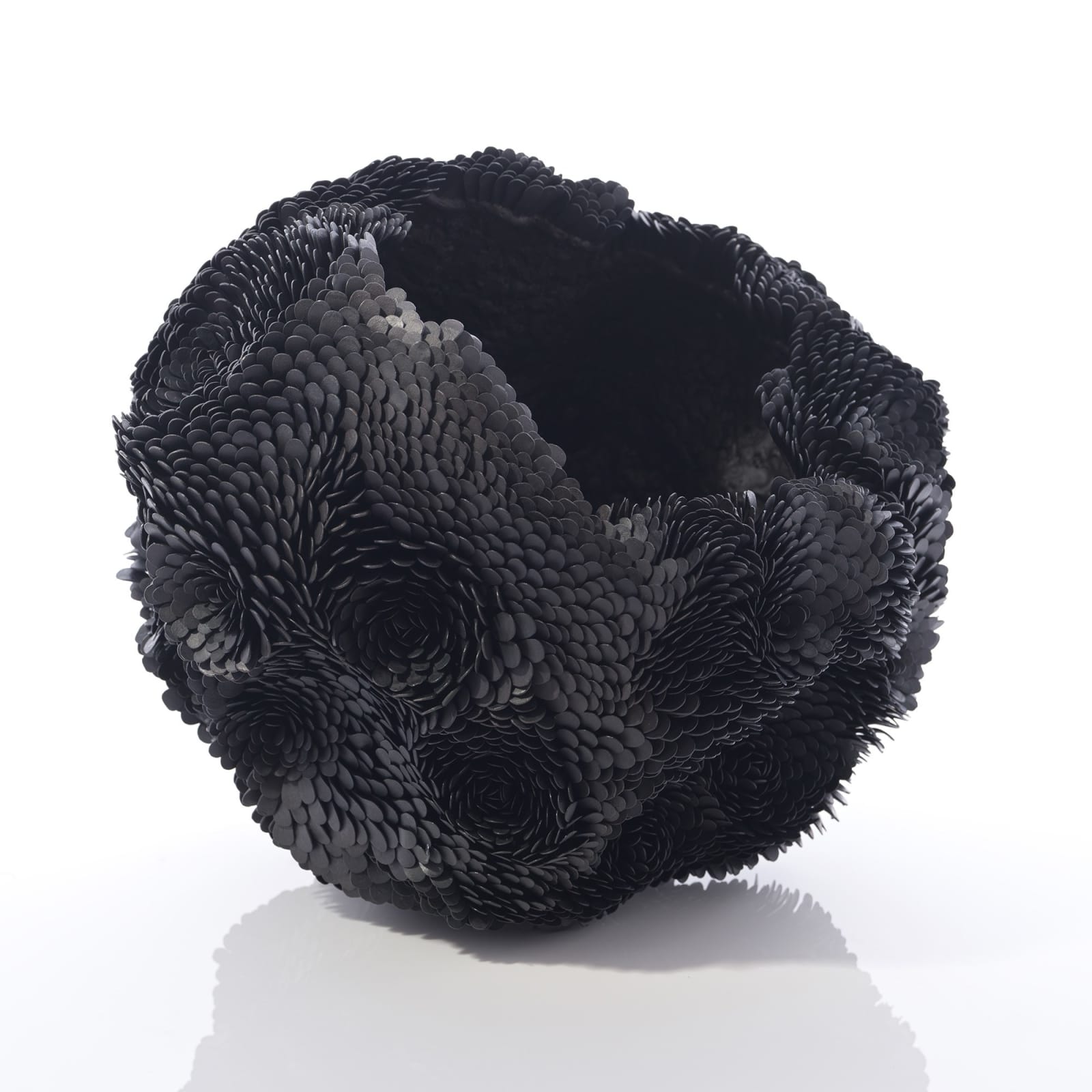 Junko Mori, Propagation Project: Small Petal Echeveria, 2025