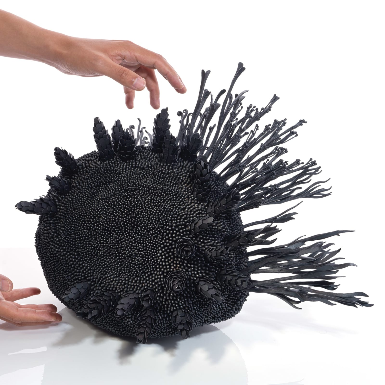 Junko Mori, Propagation Project: Coppiced Wood Seed, 2025