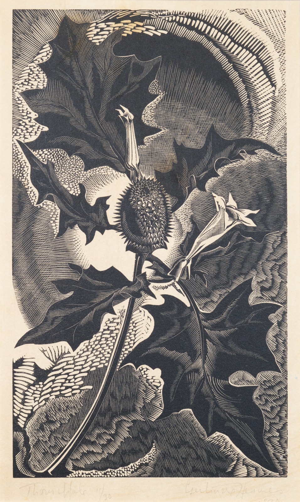 Gertrude Hermes Thorn Apple