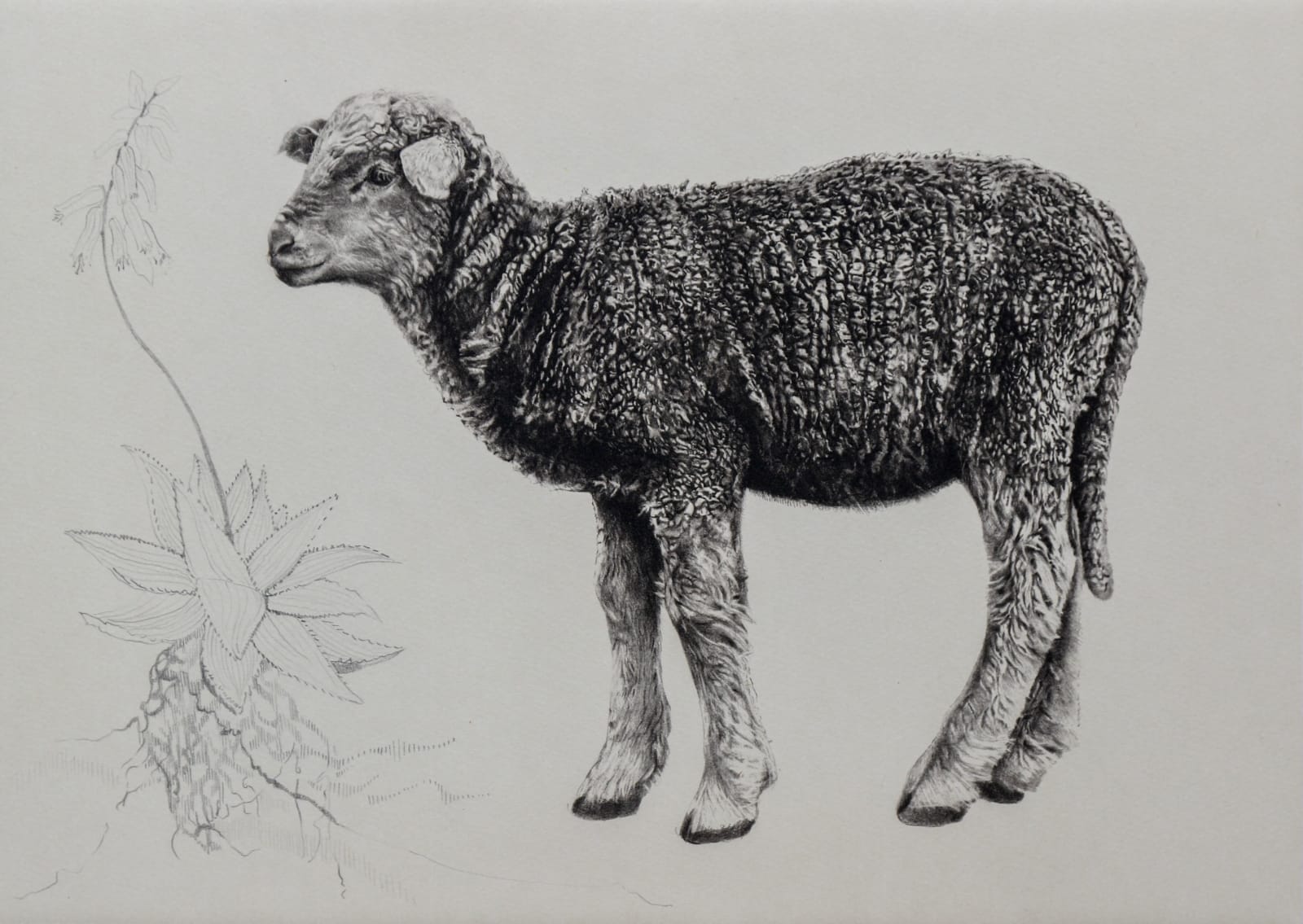 Tammy Mackay, Young, 2018