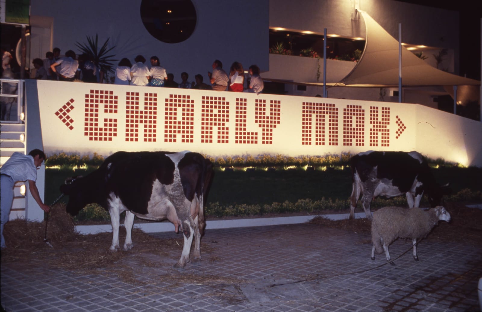 Oriol Maspons, Animal Farm Night at Charly Max, Marina Botafoch, Ibiza, c 1975