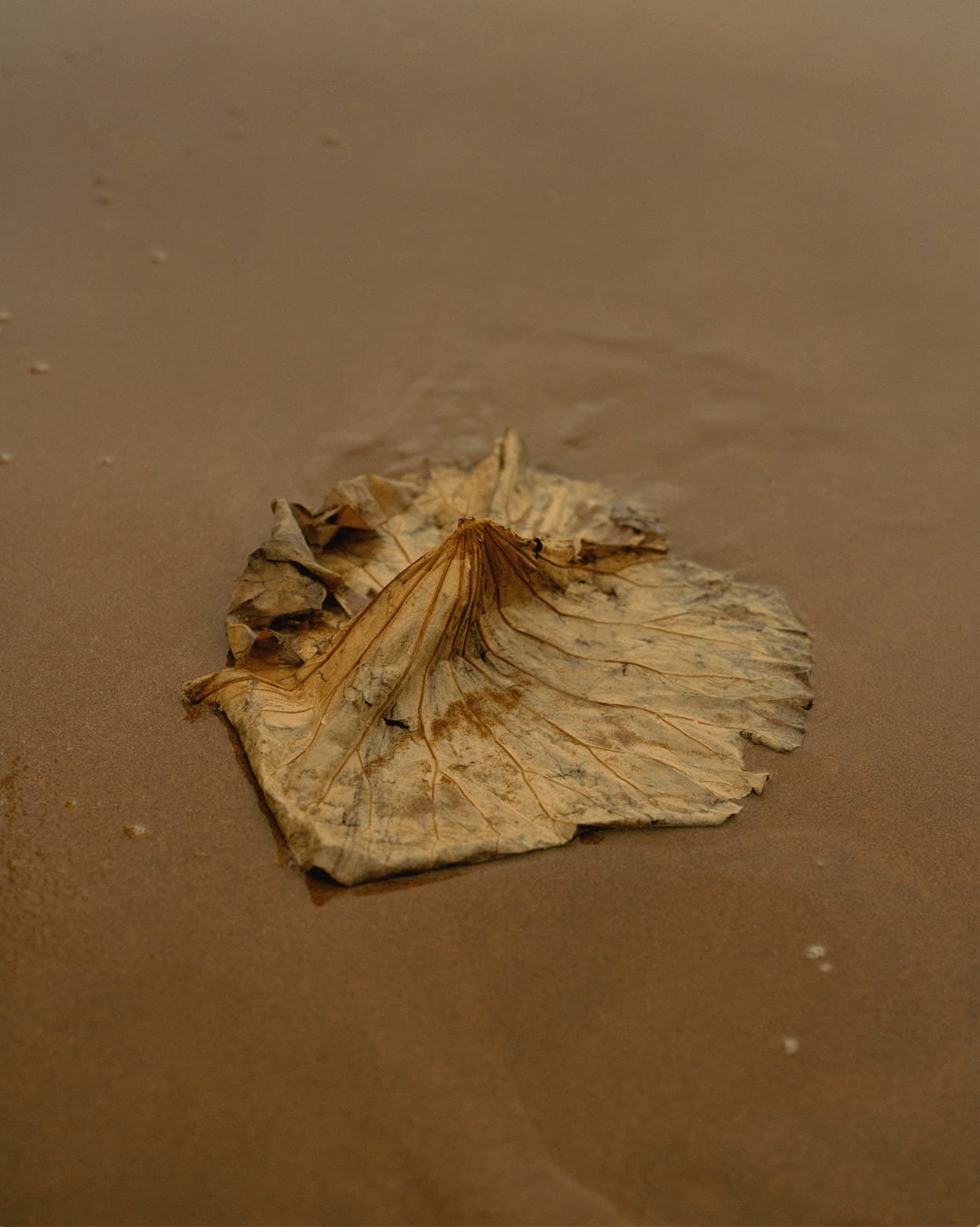 Elizabeth Gabrielle Lee, Lotus Leaf, 2019