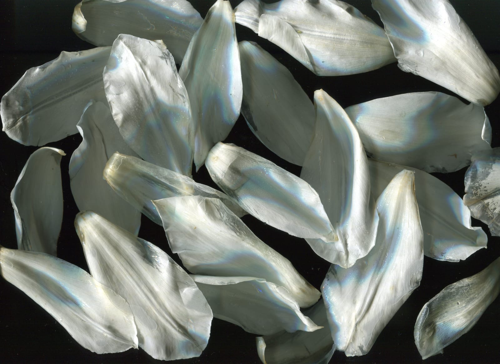 WeiXin Quek Chong, Blanche , 2015