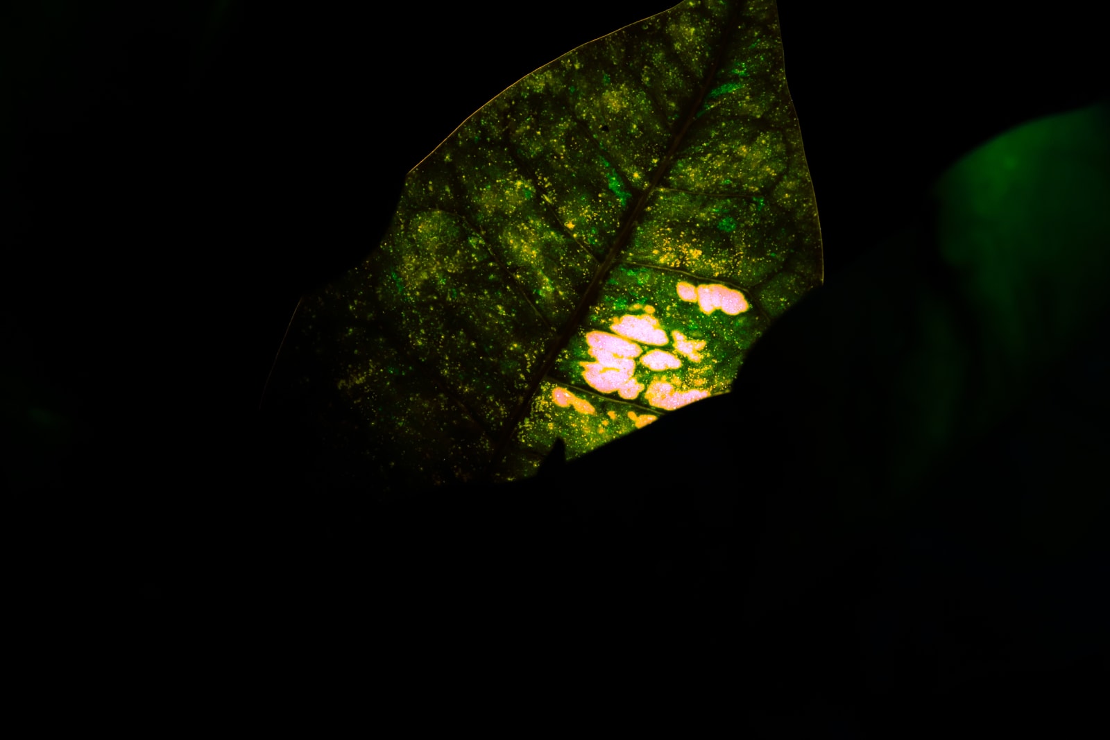 Ruqaya Al Hashmi, Path, 2021