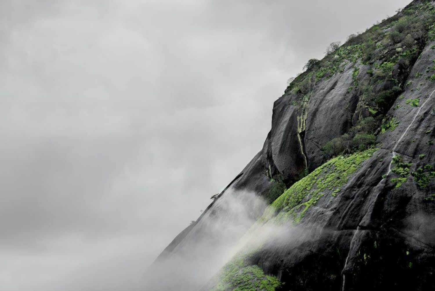 Filipe Branquinho, Terra bestiarium, 2020