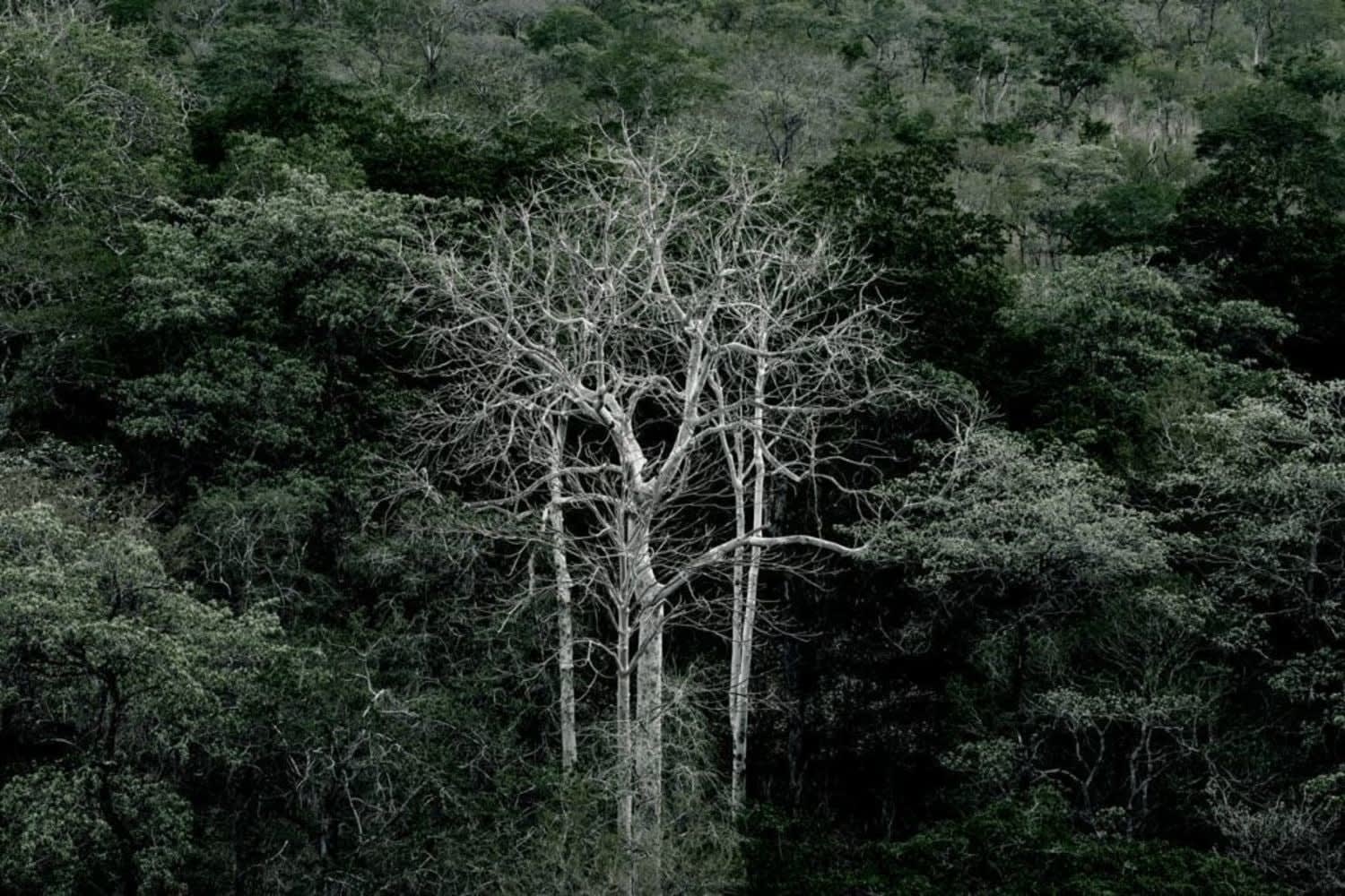 Filipe Branquinho, Terra bestiarium V, 2020