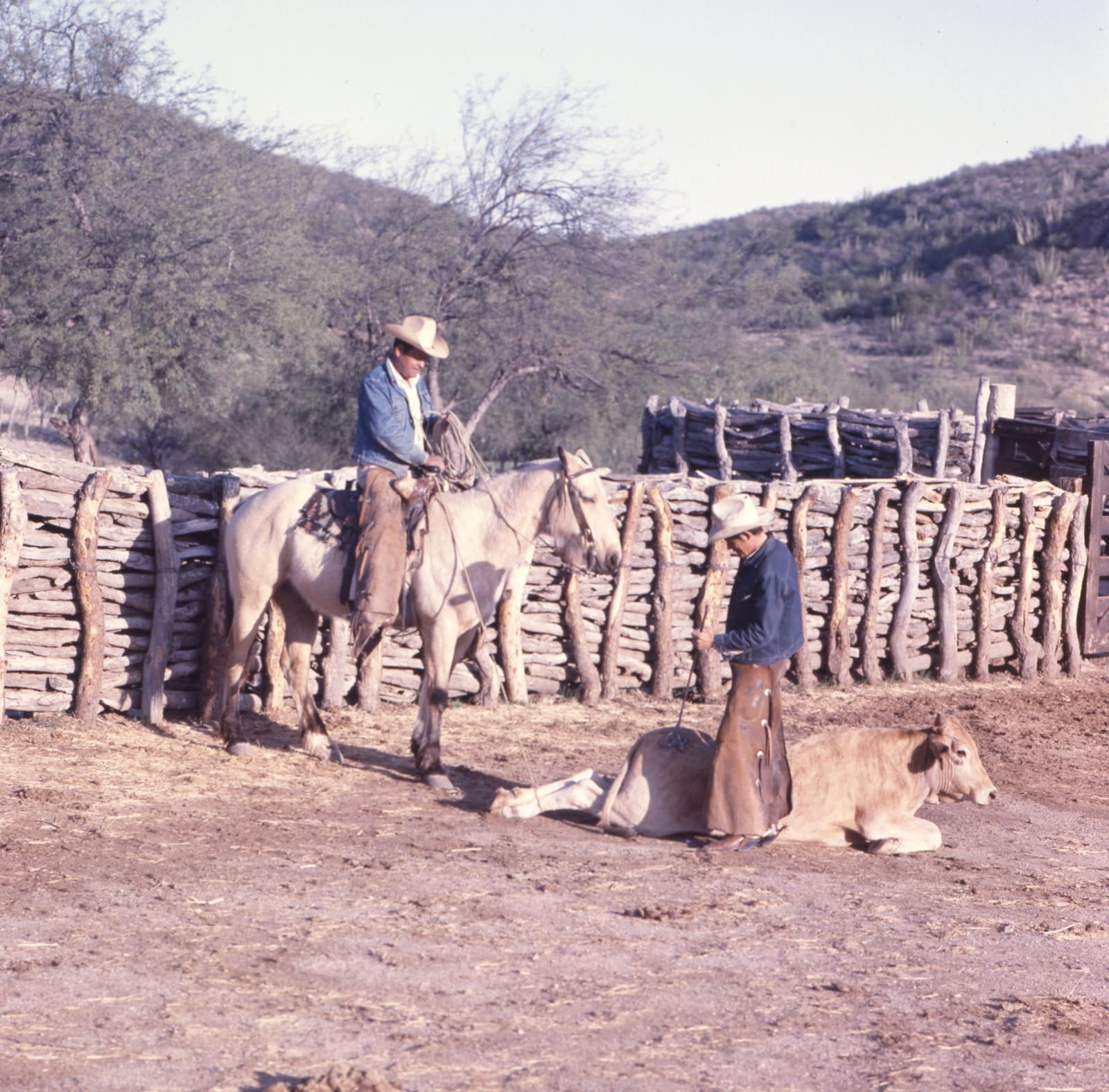 Alberto Herrera, Vaqueros
