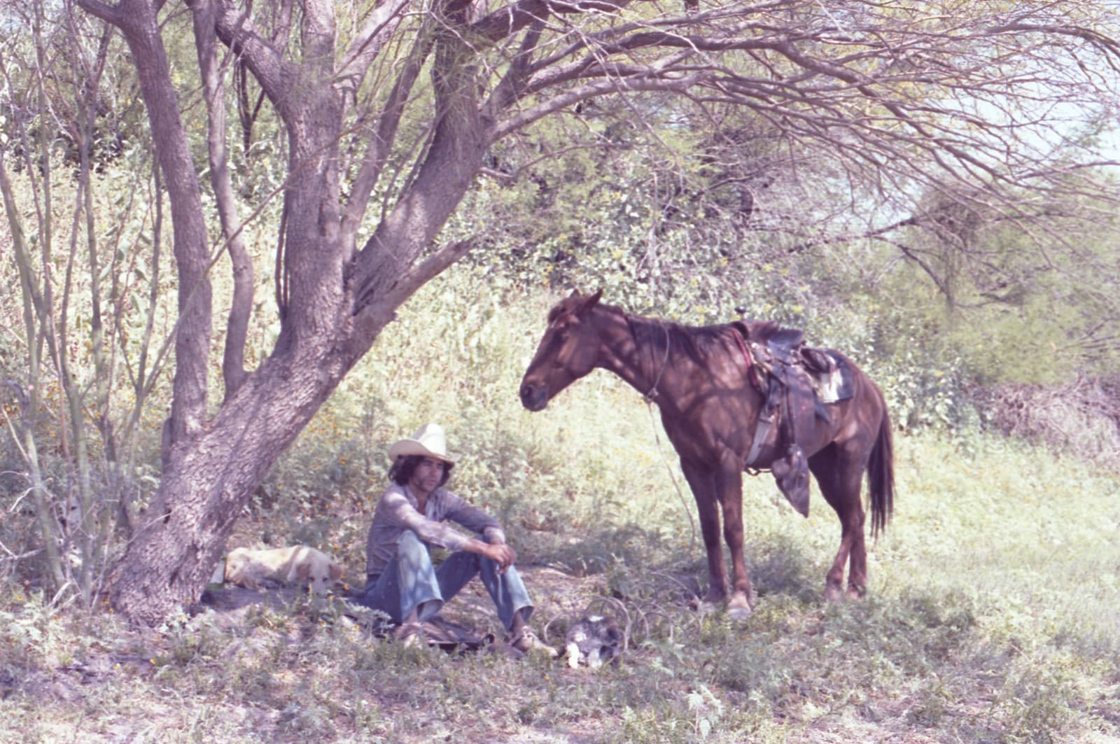 Alberto Herrera, Bajo el árbol I