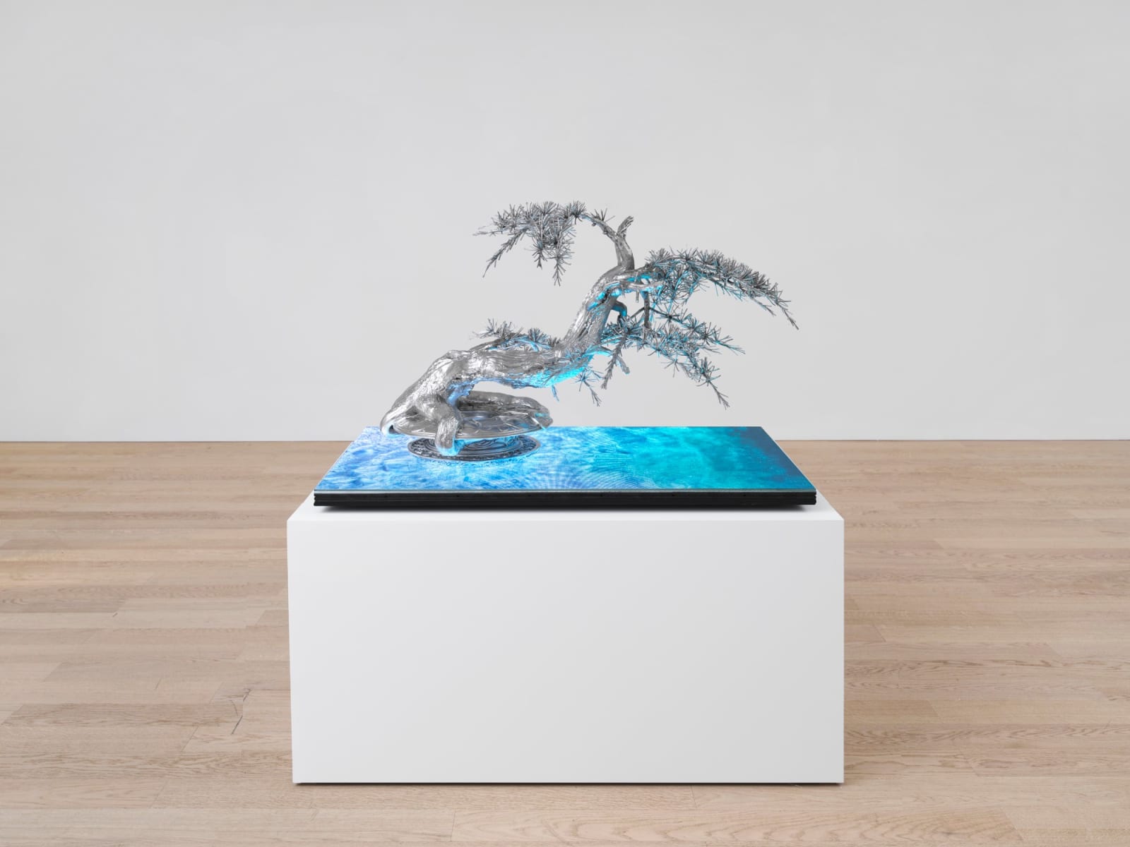 Timur Si-Qin, Deciduous Renewer (Larix potaninii), 2024