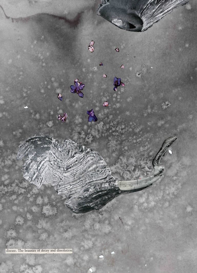 Andrew Hewish, Disease. The beauties of decay and dissolution