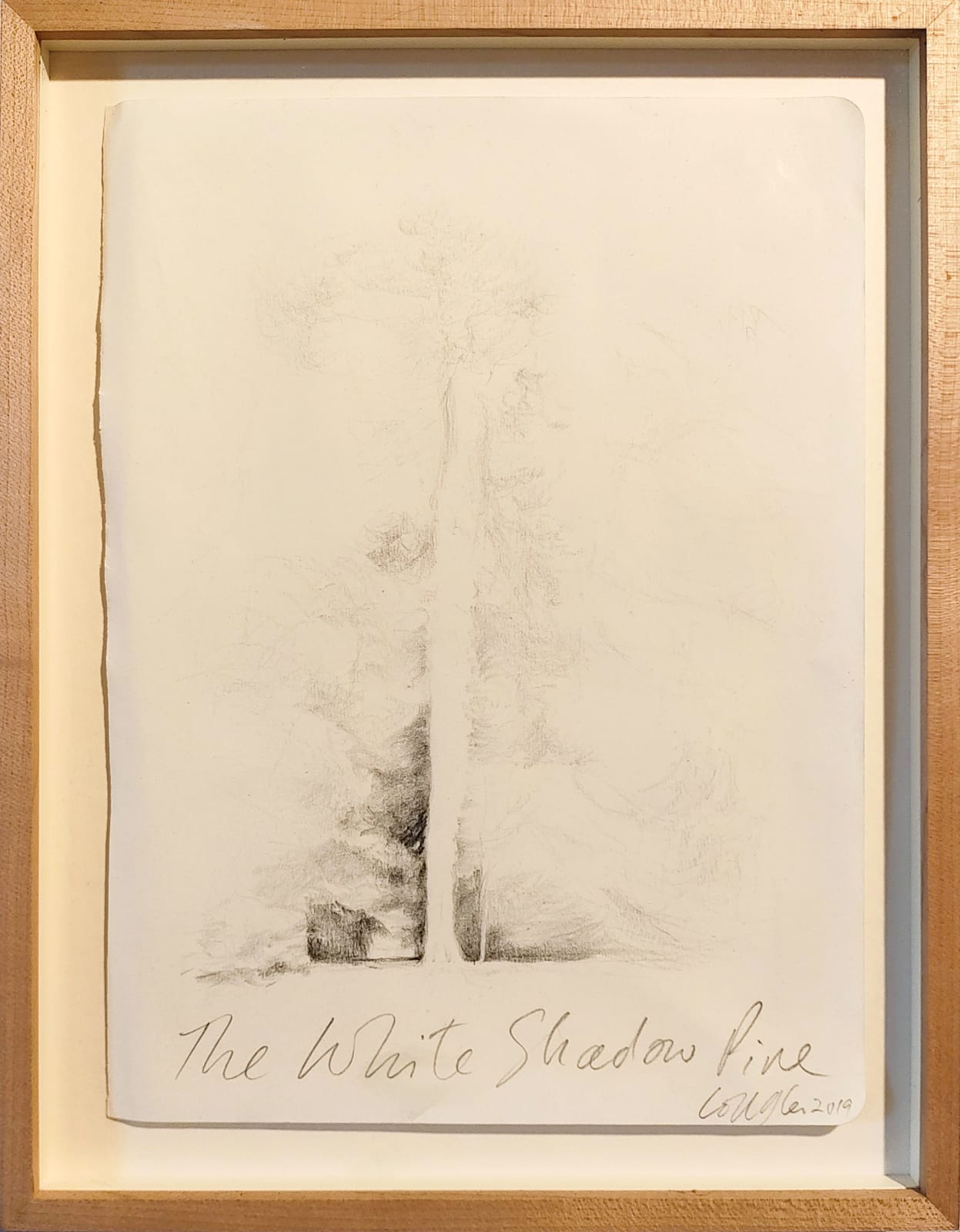 Colin Glen, The White Shadow Pine , 2019