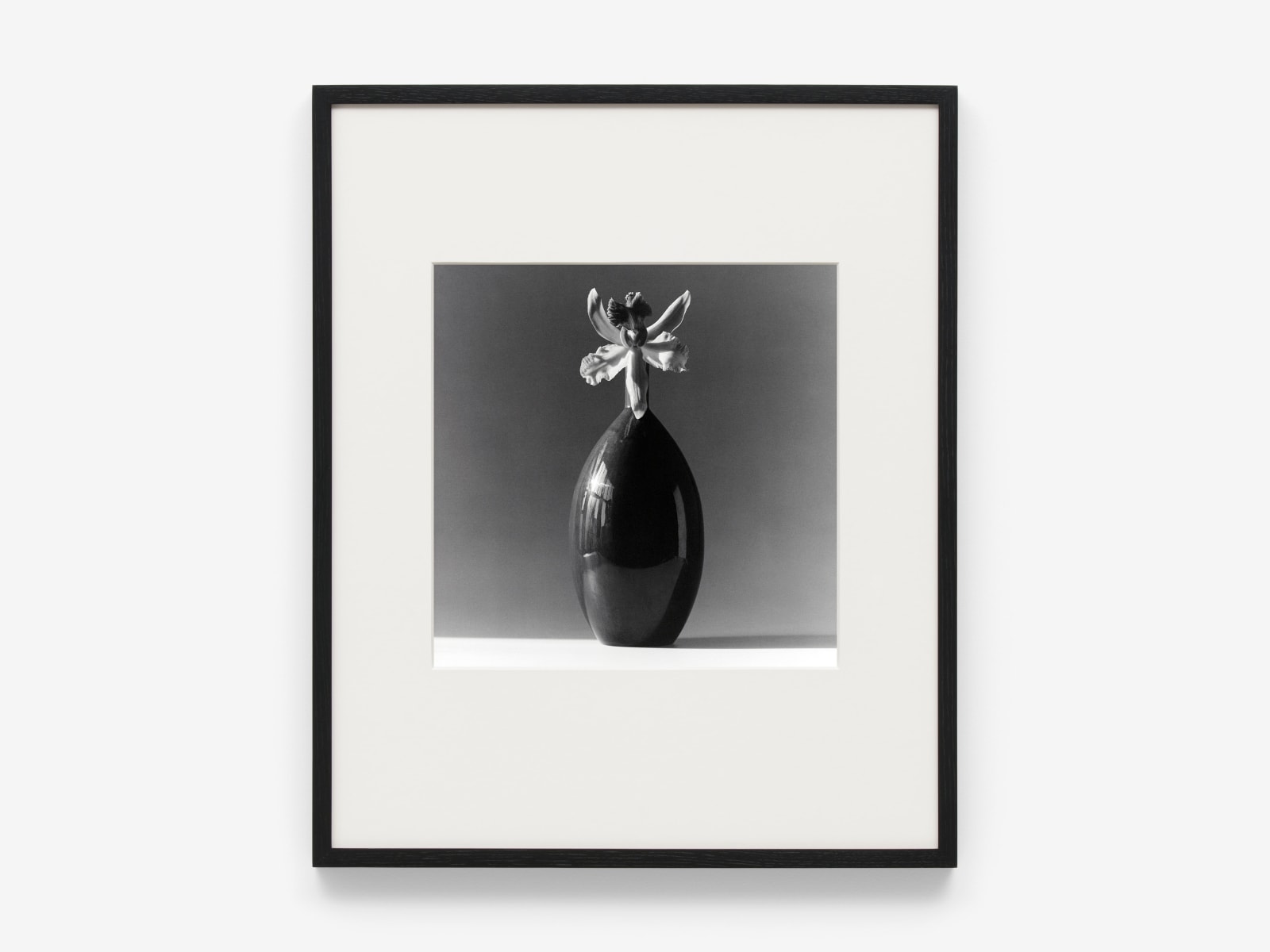 Robert Mapplethorpe, Orchid, 1985