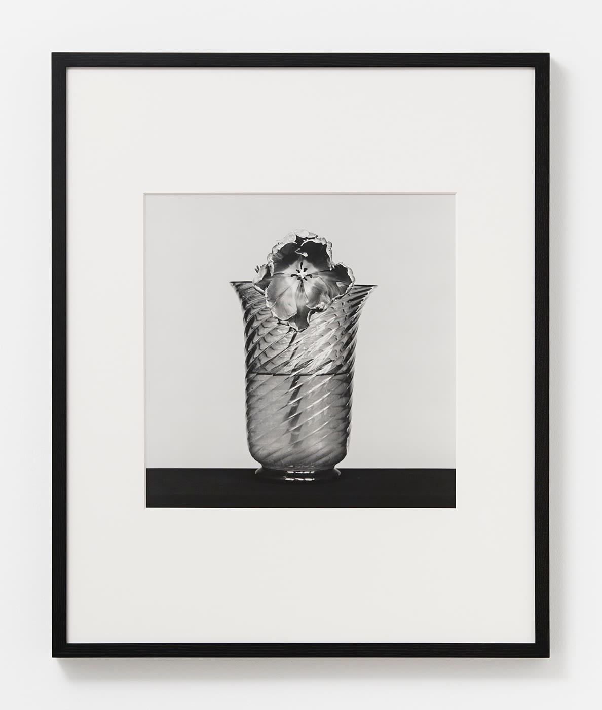 Robert Mapplethorpe, Tulip, 1982