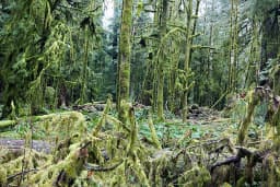Juergen Teller, Paradise II, At Moments I Felt like Being in a Strange Dream in a Medieval Forest with 2 Naked Canadian Girls Doing Hula Hoops, Covered all over in Sweet Maple Syrup, System Magazine Supplement No.70, Canada 2017, 2017