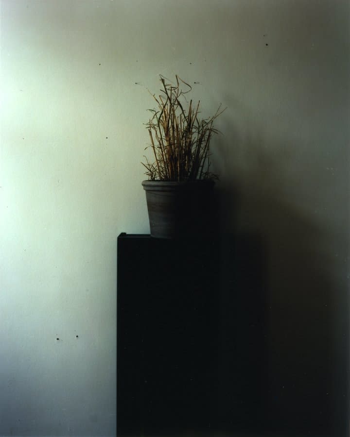 Saul Fletcher, Untitled #261 (Black plant stand), 2013