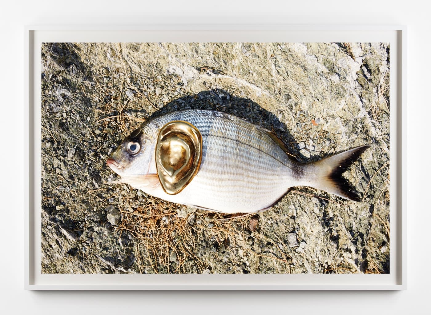 Juergen Teller, Hydra Fish with Ear, 2013