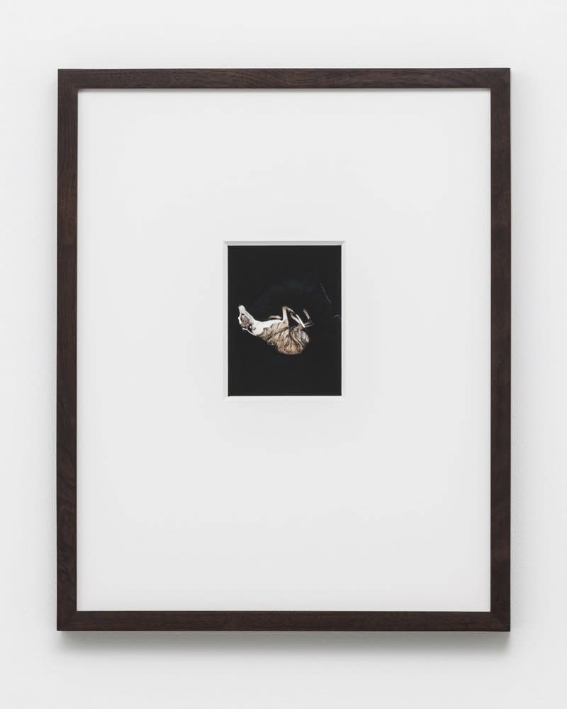 Saul Fletcher, Untitled #251 (woody), 2012