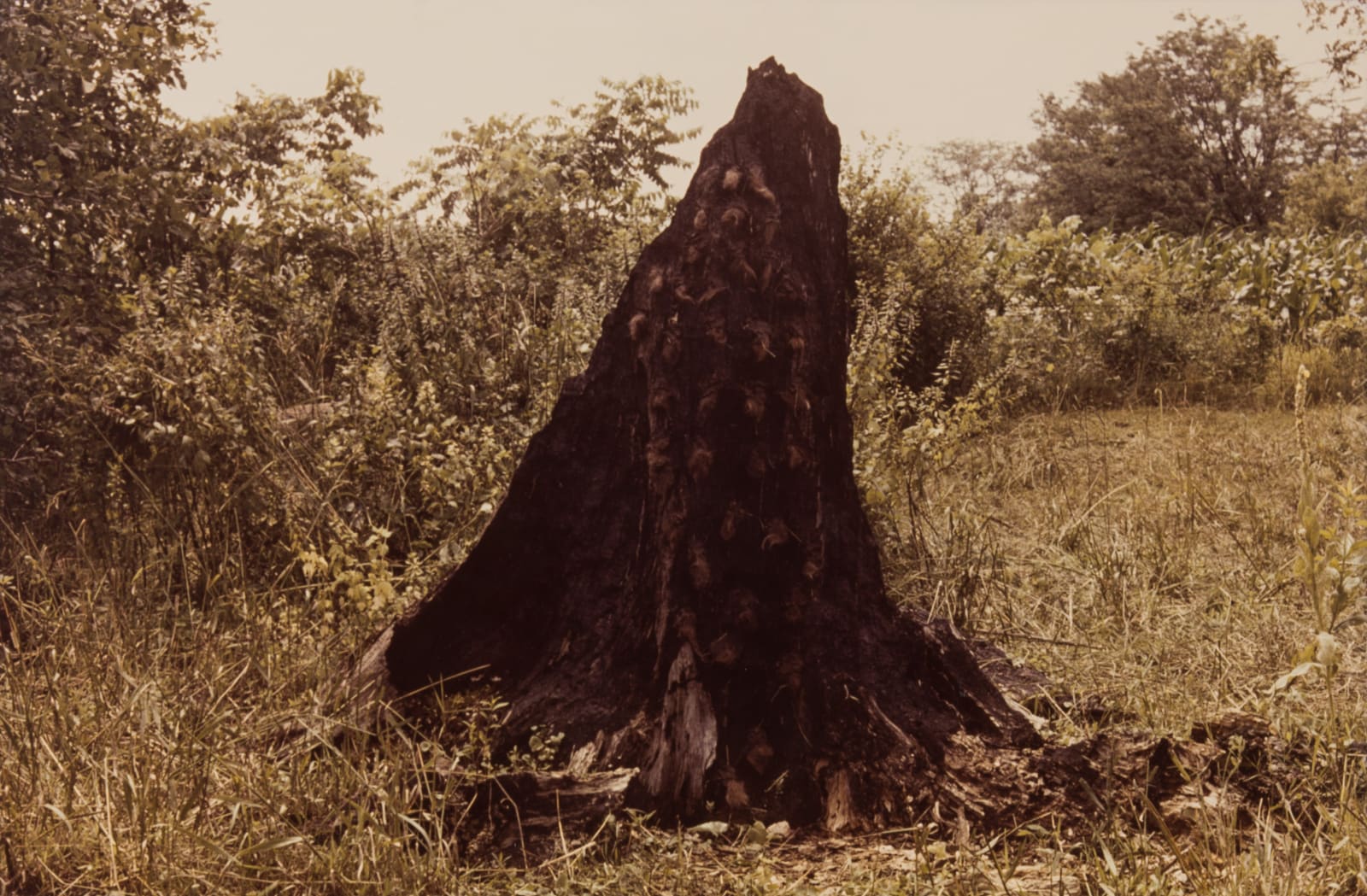 Ana Mendieta, Silueta Series (Tree of Life Series), 1978