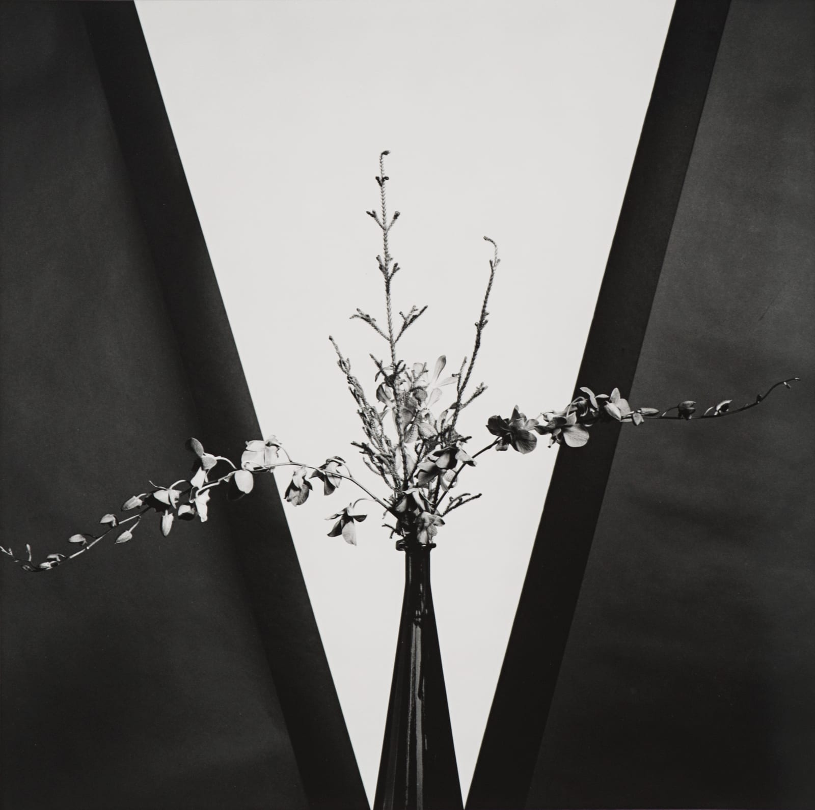 Robert Mapplethorpe, Flower, 1981