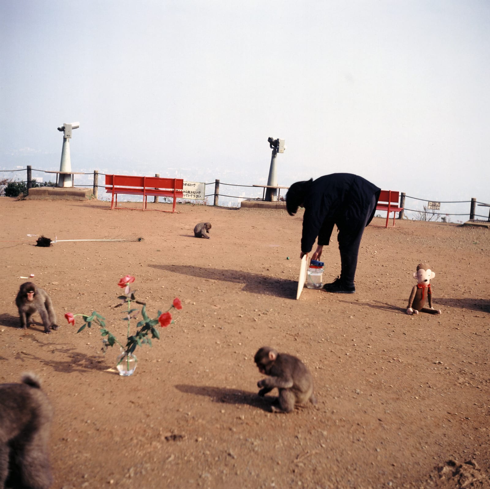 Shimabuku, Gift: Exhibition for the Monkeys, 1992