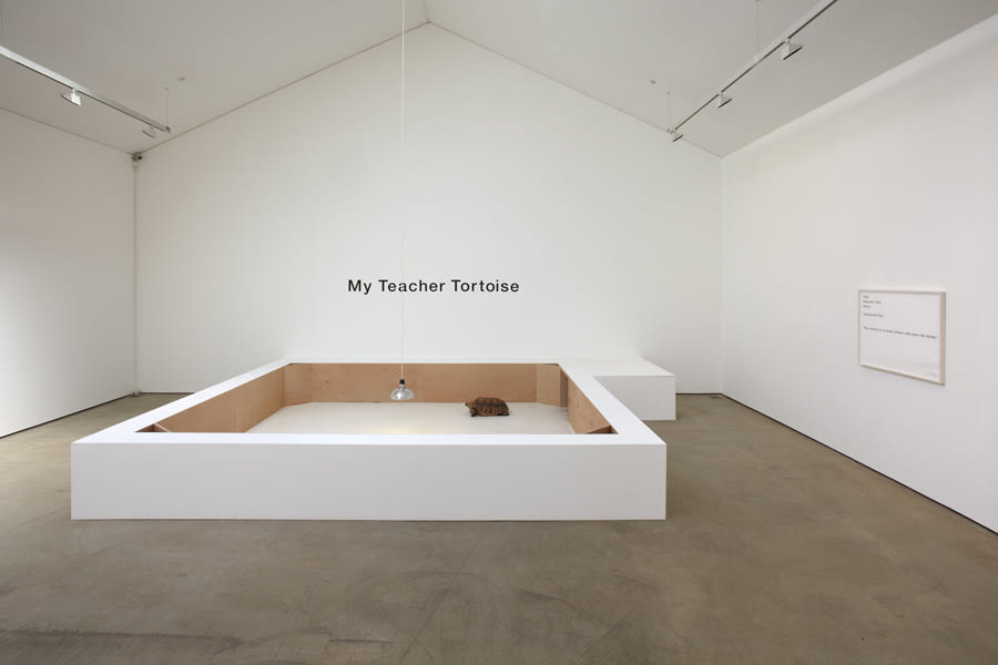 Shimabuku, My Teacher Tortoise, 2011