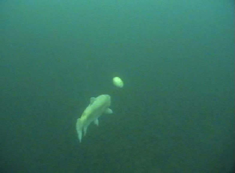 Shimabuku, Shimabuku’s Fish and Chips, 2006