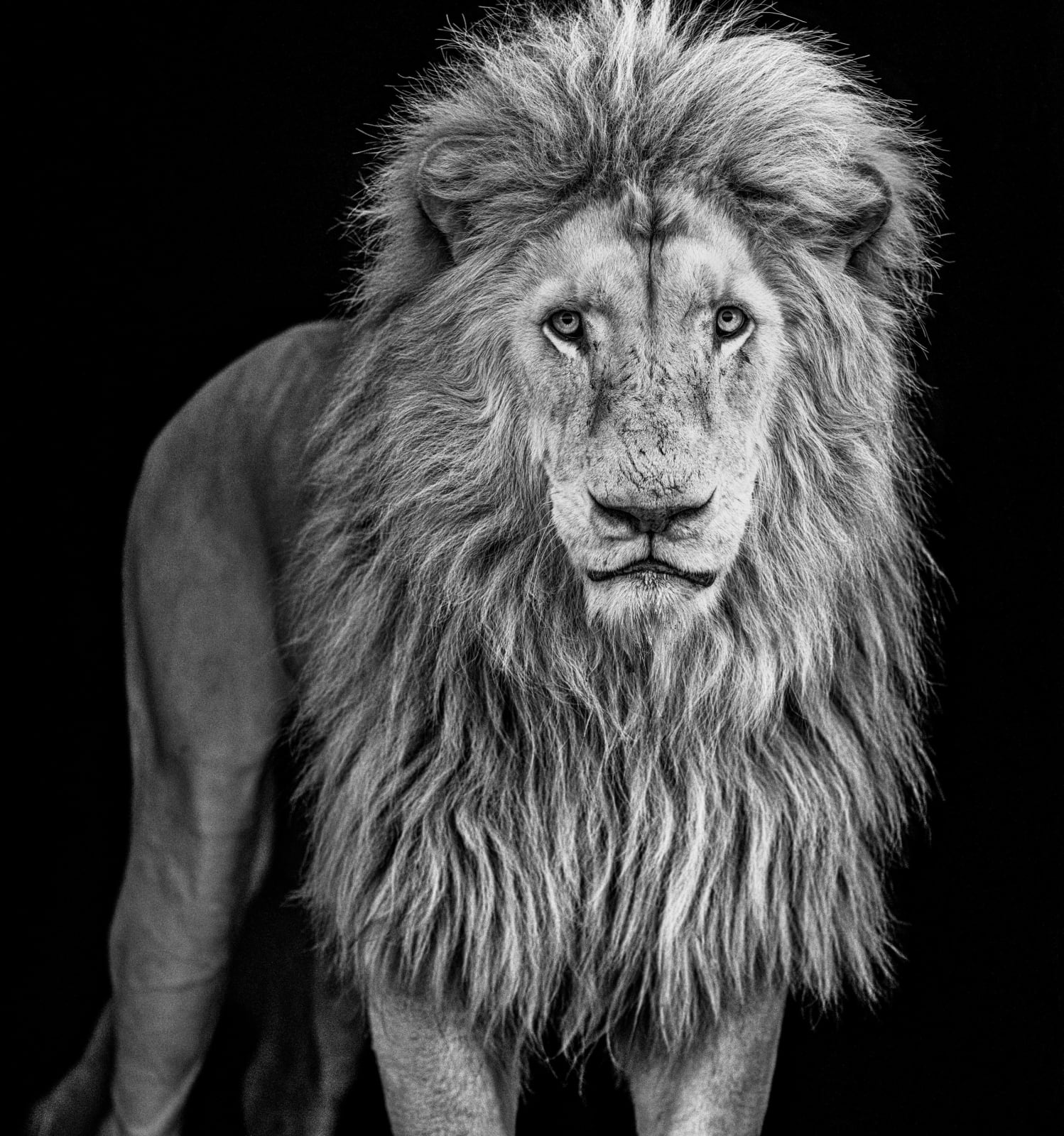 David Yarrow, Something's Gotta Give (B&W)