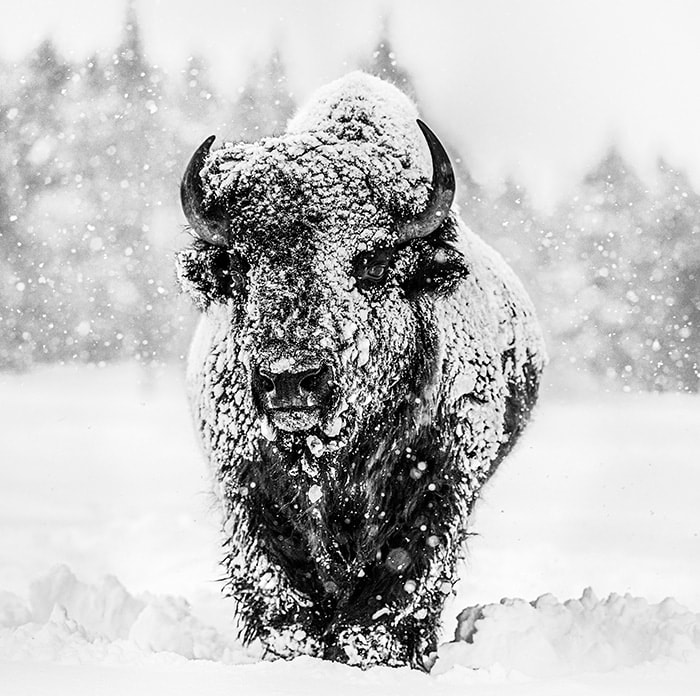 David Yarrow, Winter's Coming