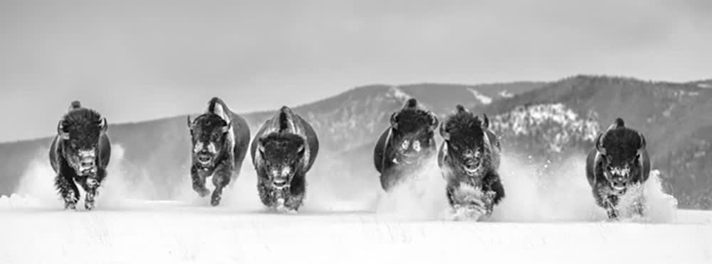 David Yarrow, The Bills