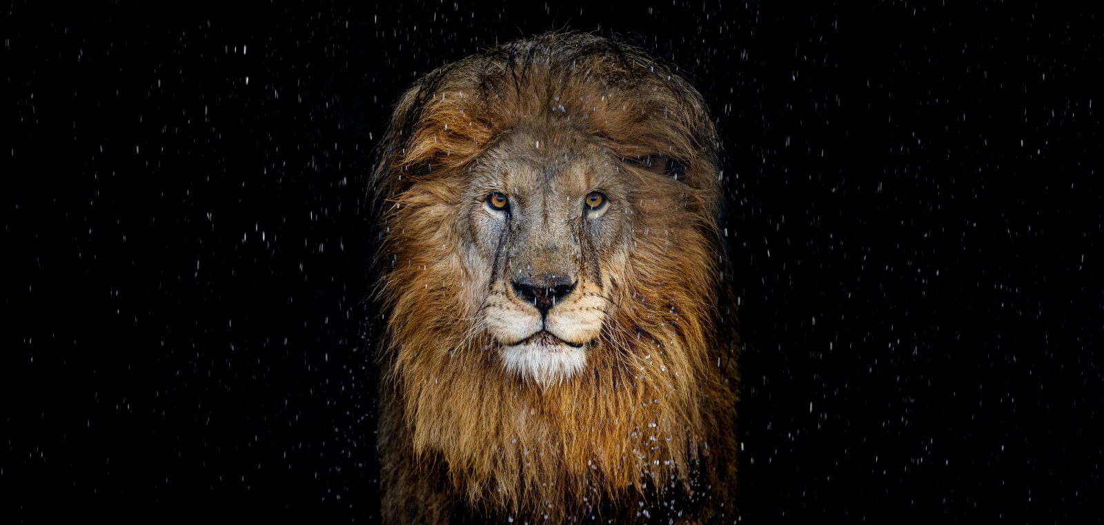 David Yarrow, The Lion (Color)