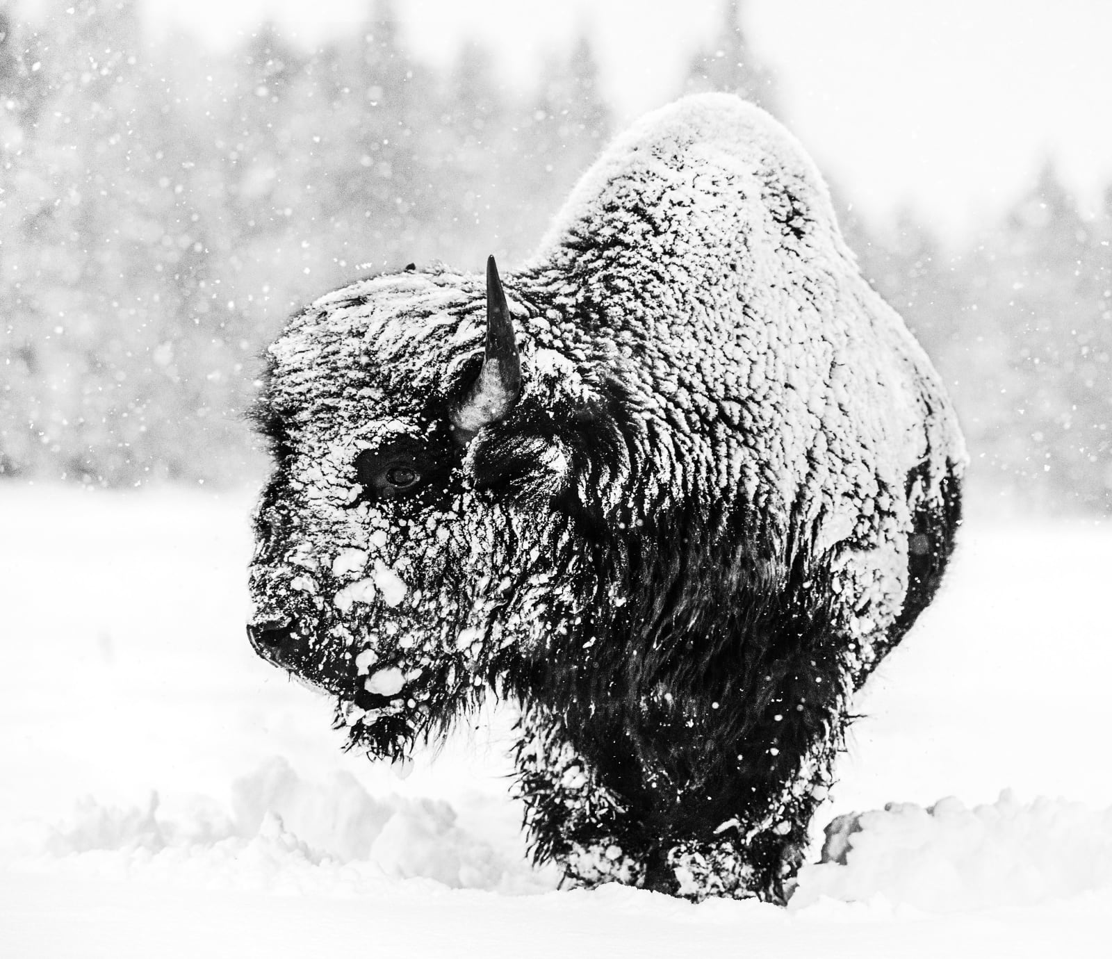David Yarrow, Local Hero