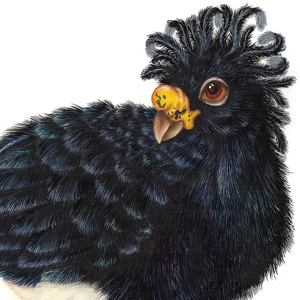 Luis Sottil, Hoco Faisan Eggshell Series