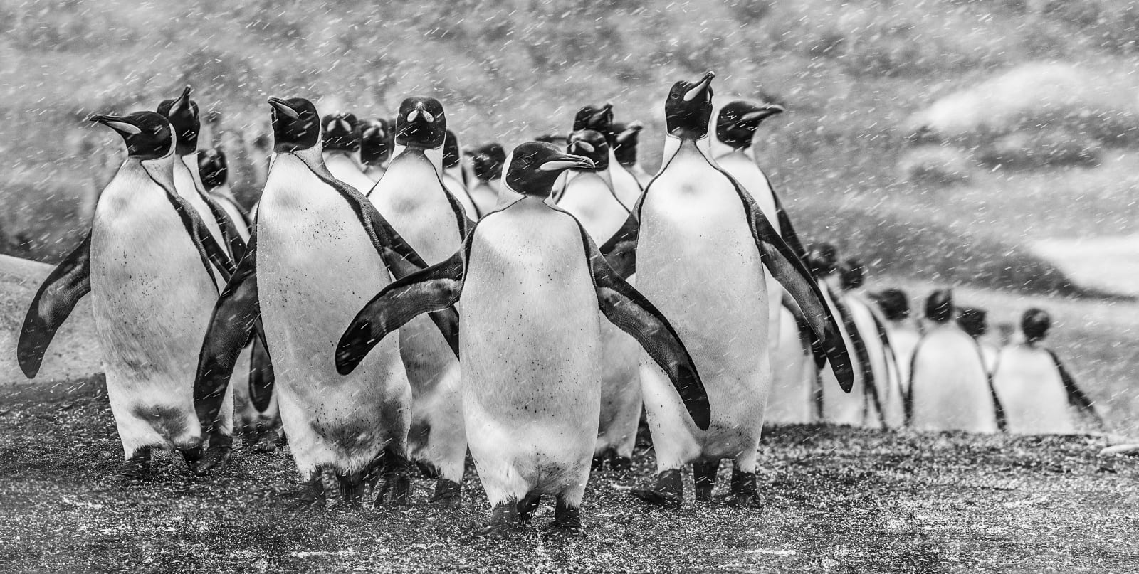 David Yarrow, Napoleon