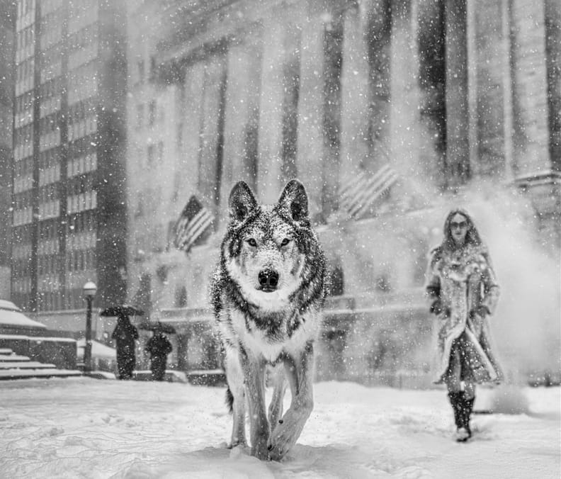 David Yarrow, Wall Street Stories