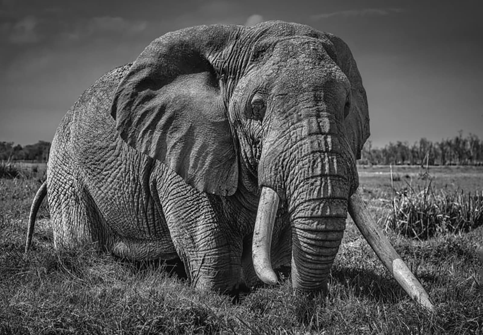 David Yarrow, The Pirate