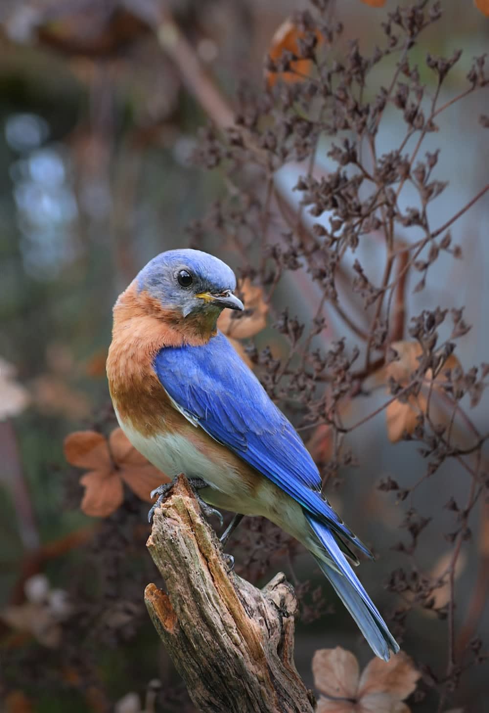 Antal Goldfinger, Blue Bird