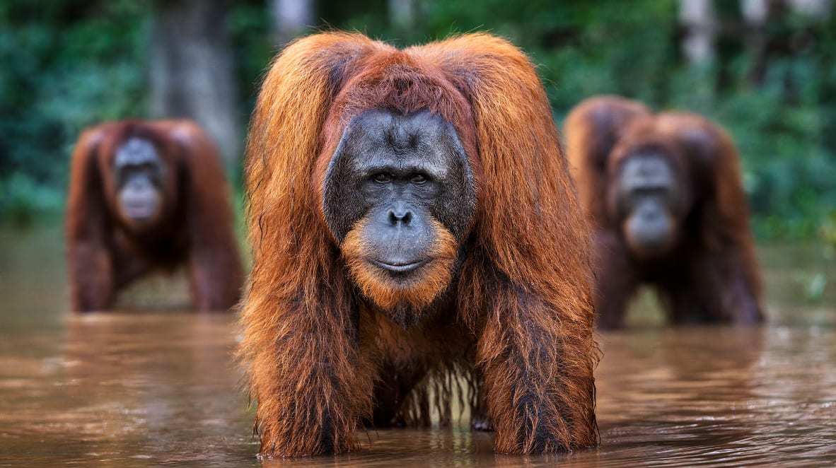 David Yarrow, Welcome To The Jungle