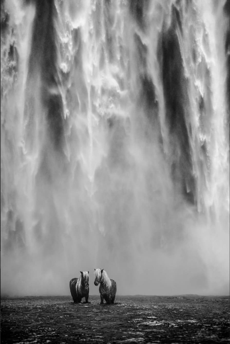 David Yarrow, The Dream